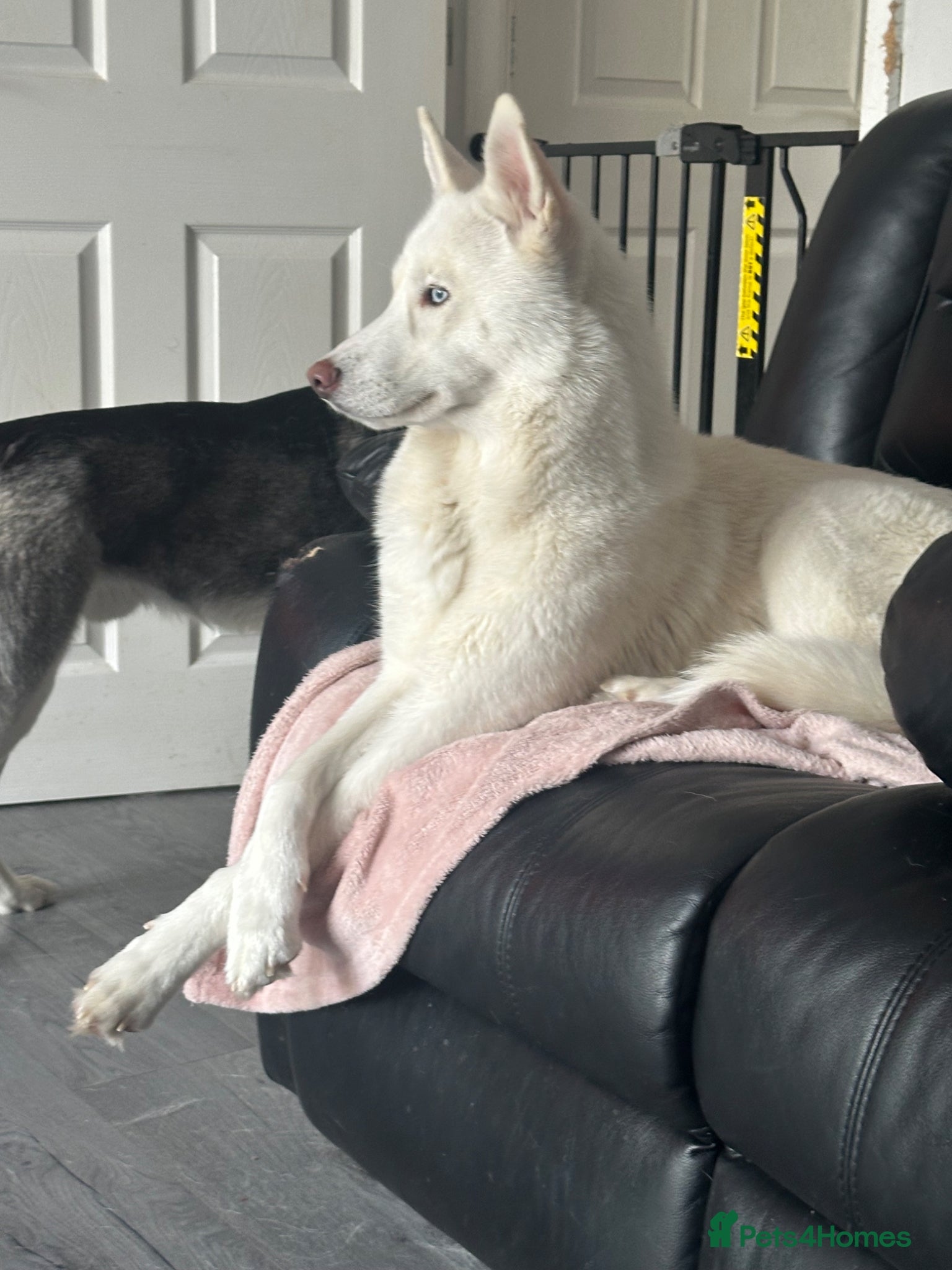 Siberian Husky dogs Pure white husky 1 year old  - Advert 7