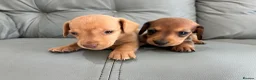 Miniature Dachshund dogs for sale: 🏆💙💖 KC REG 5 STAR BREEDER💙💖🏆CREAM - Advert 5