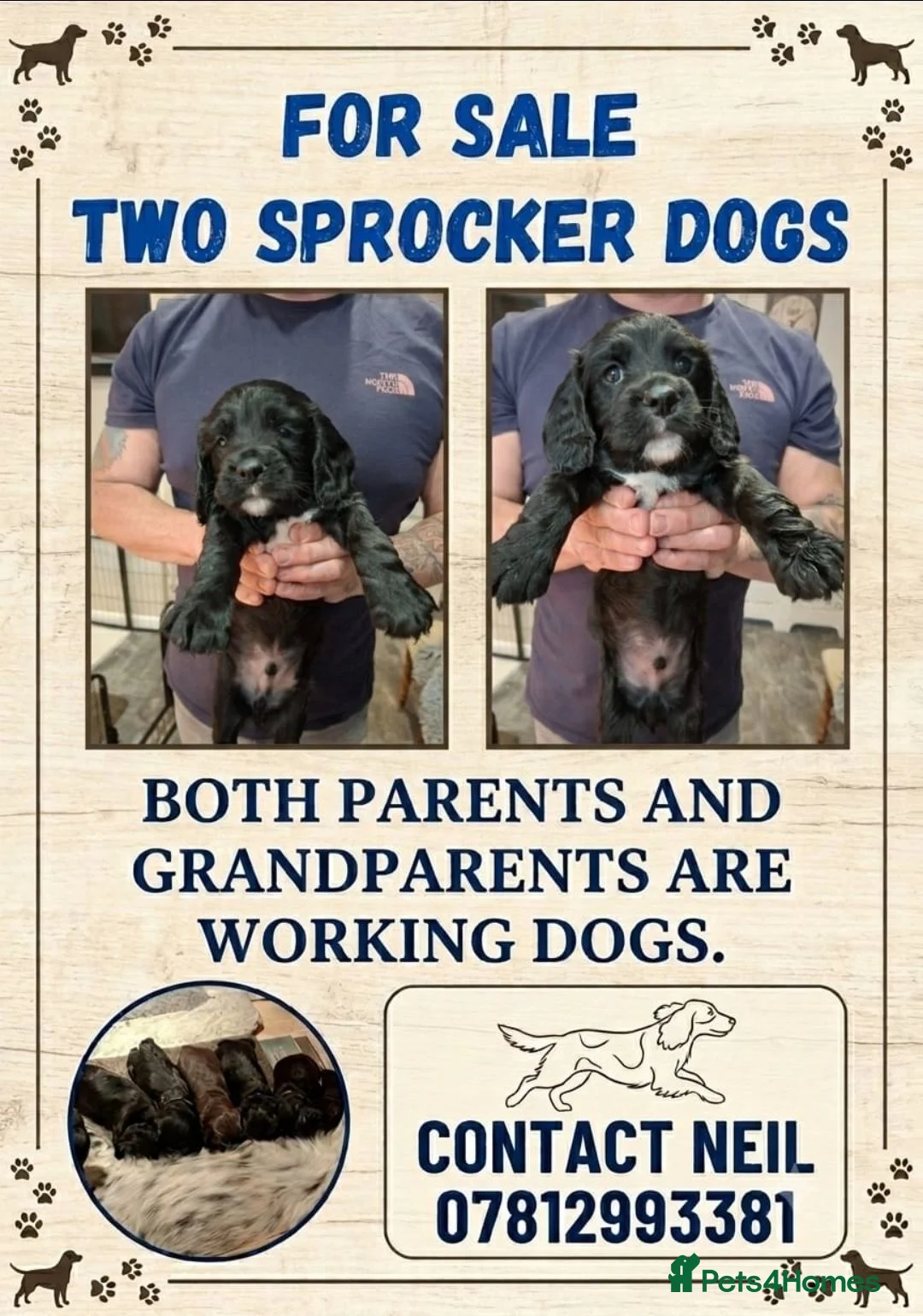 Sprocker dogs for sale: Two beautiful chunky sprocker dogs / boys in Yeovil - Advert 3