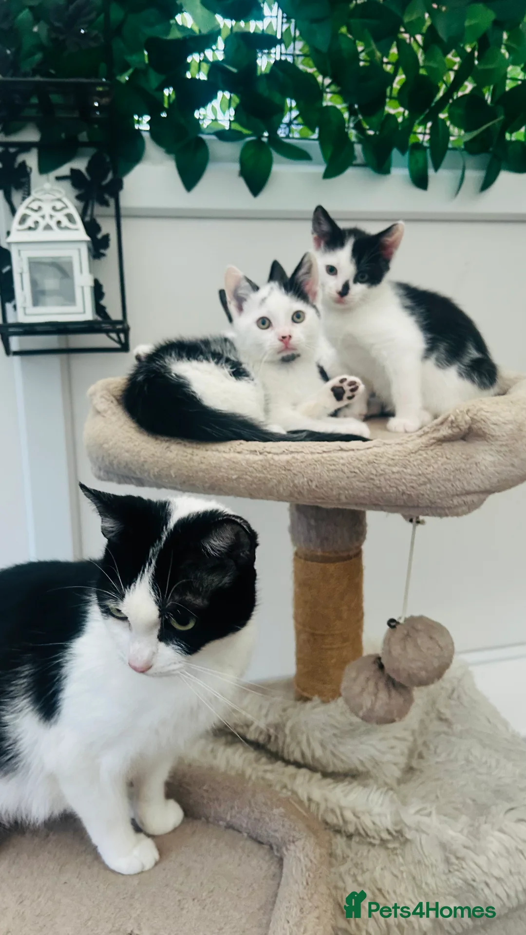 Mixed Breed cats for sale: Sweet playful and friendly kittens  in Wisbech - Advert 2