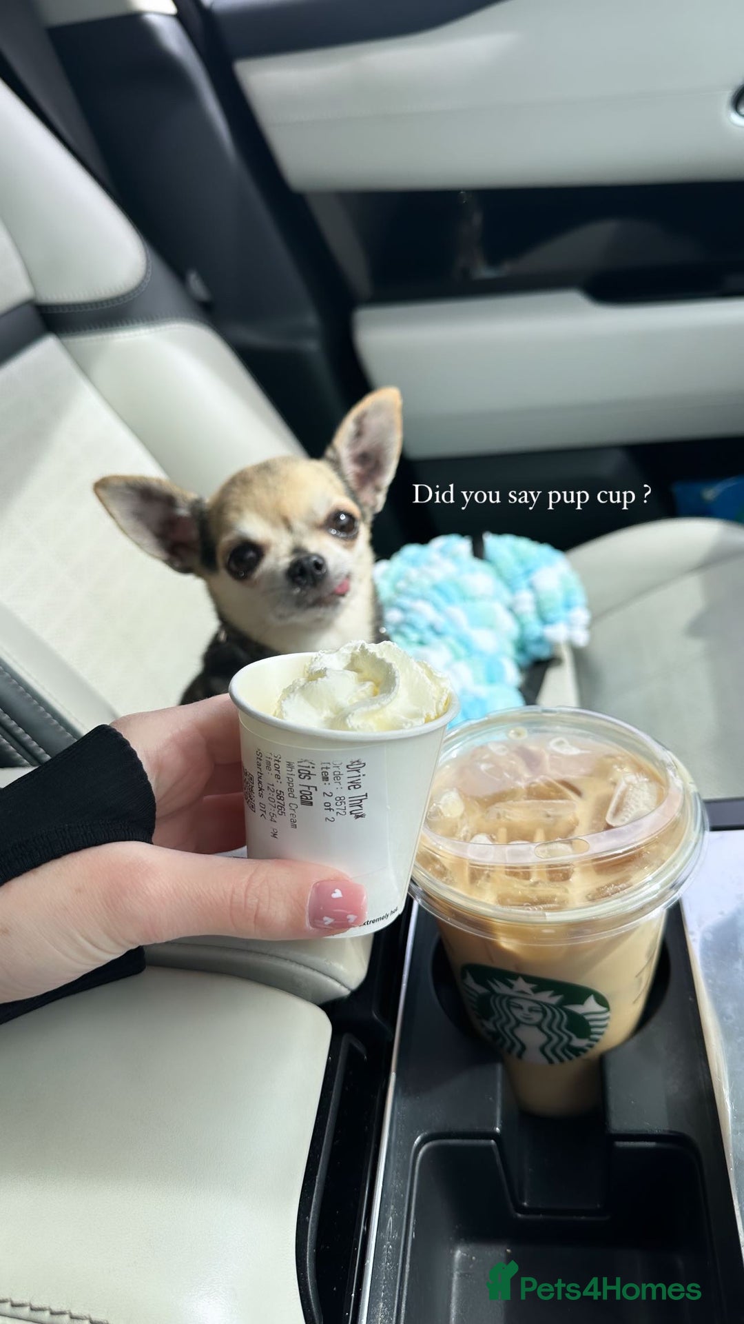 Chihuahua dogs for sale: Buddy the chihuahua looking for loving home - Image 7