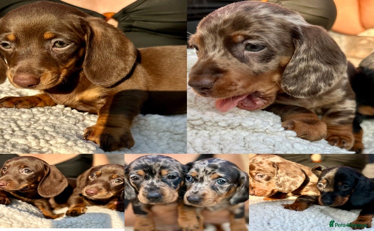 Miniature Dachshund dogs - Advert 2