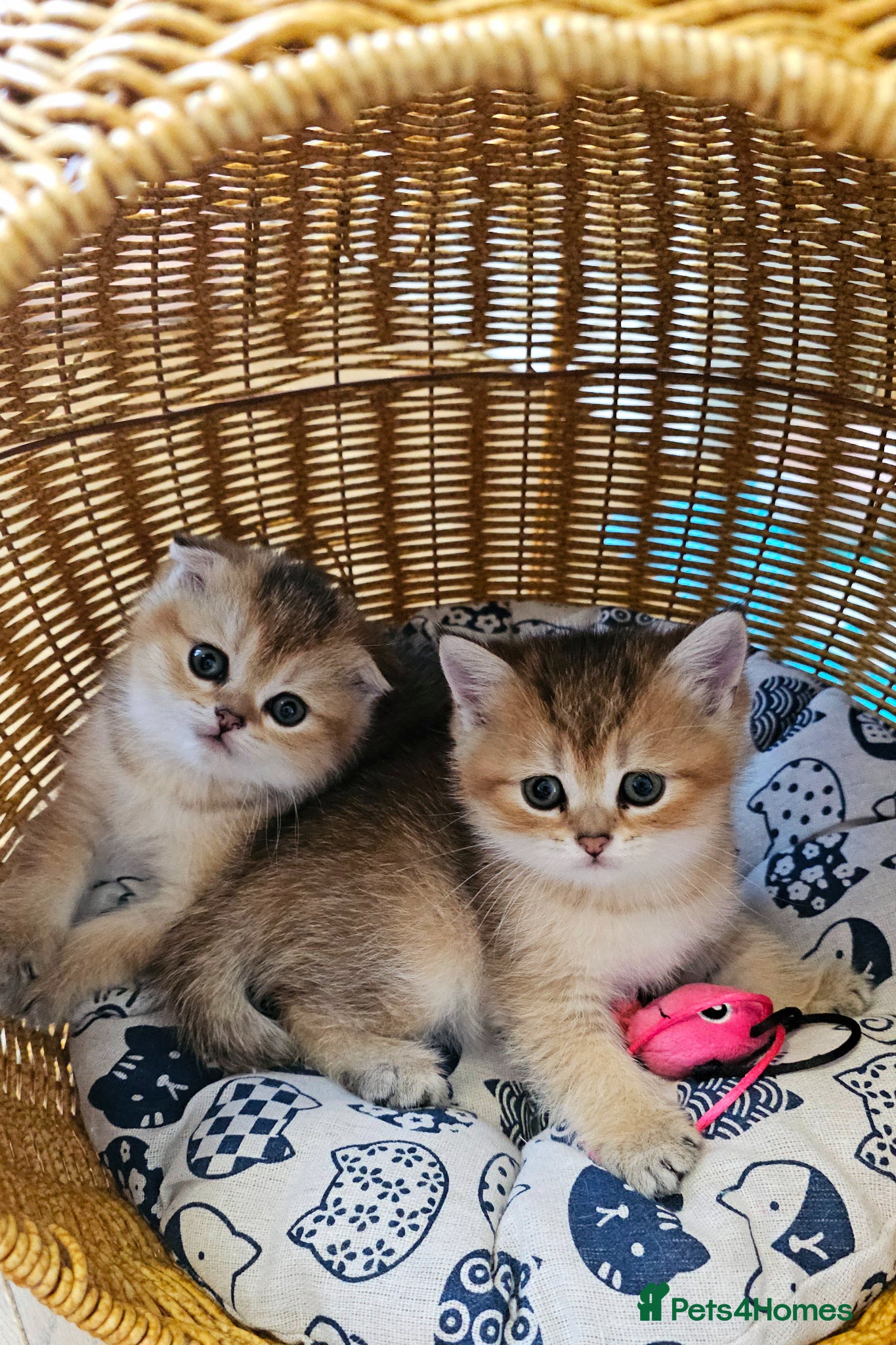 Scottish Fold cats Pedigree SF kittens😻READY FOR RESERVATION - Advert 3