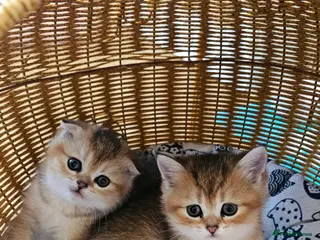 Scottish Fold cats Pedigree SF kittens😻READY FOR RESERVATION - Advert 14