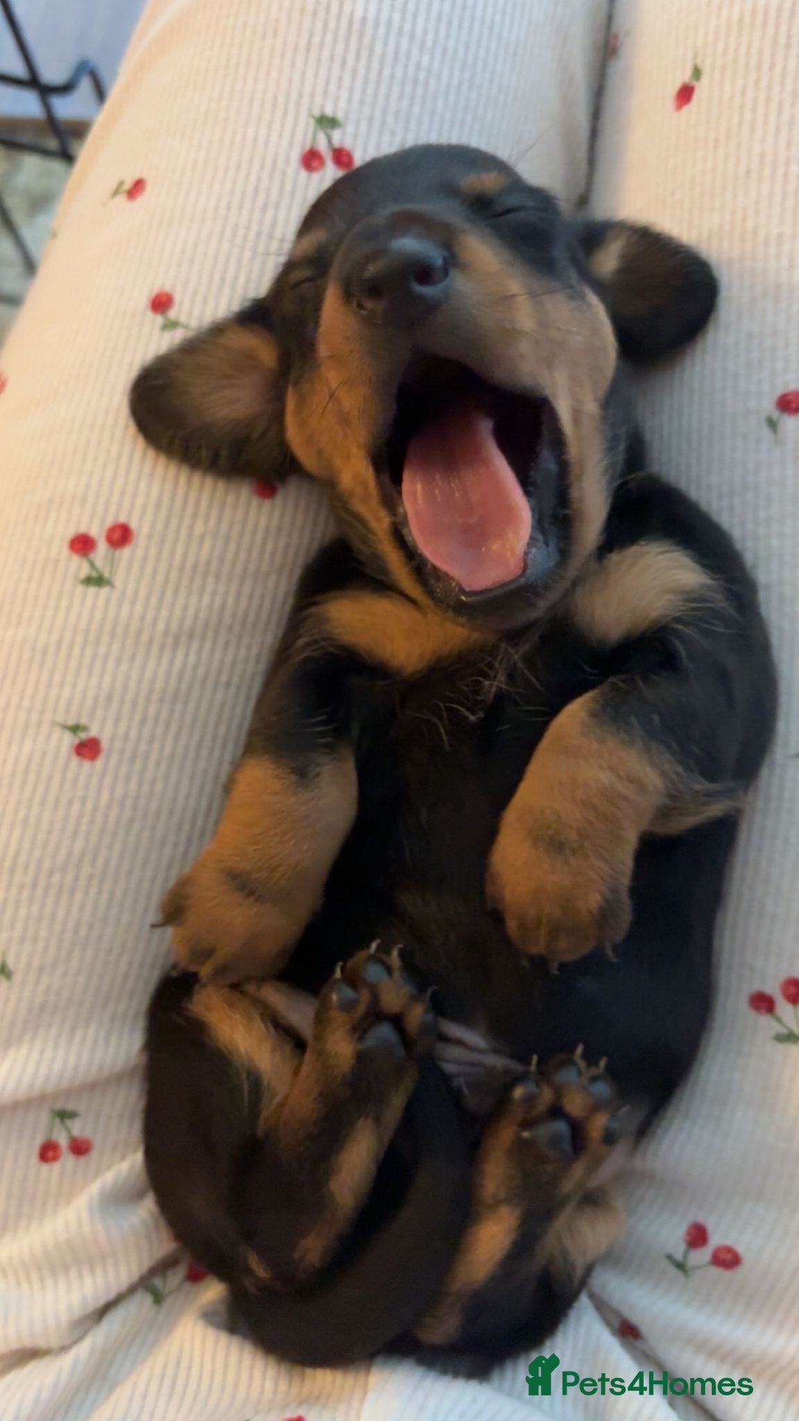 Miniature Dachshund dogs Adorable miniature dashounds. - Advert 4