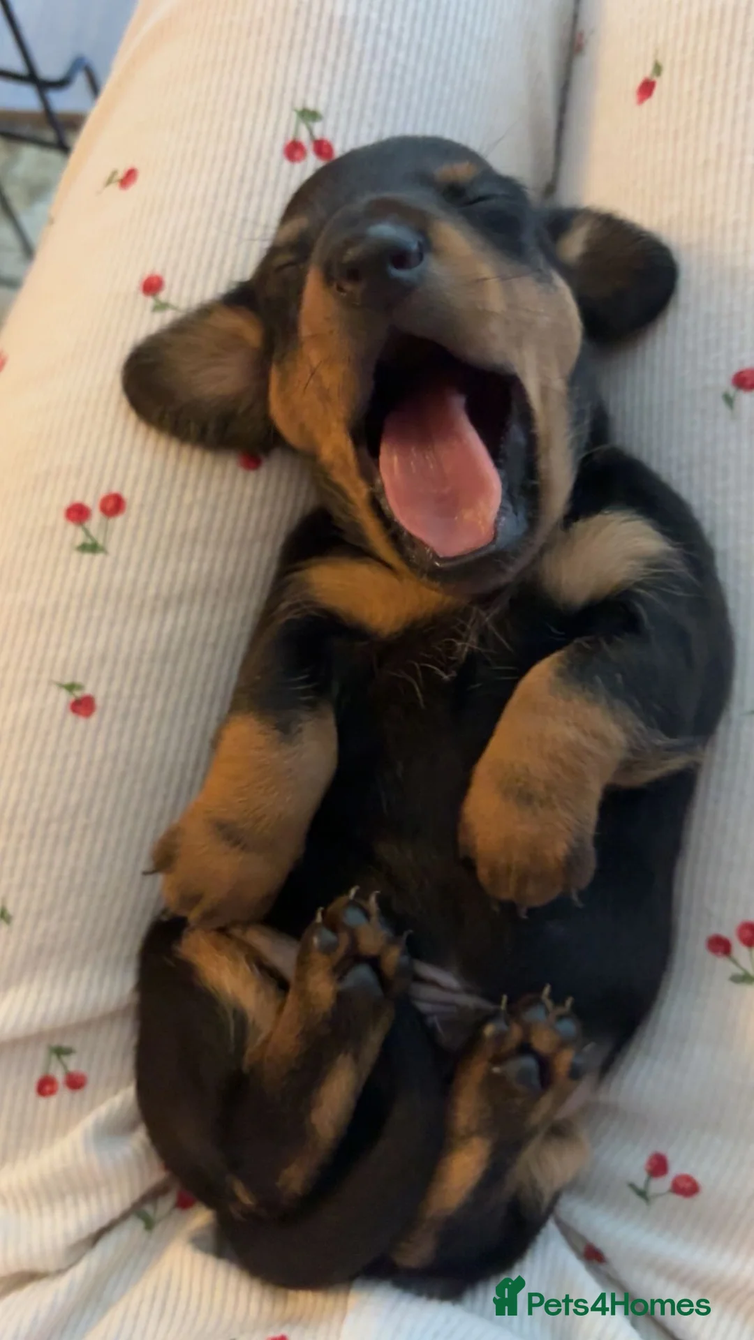 Miniature Dachshund dogs for sale: Adorable miniature dashounds. in Maldon - Advert 1