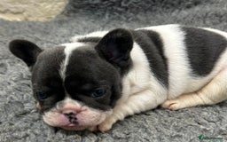 French Bulldog dogs for sale: KC registered French bulldog - Image 2