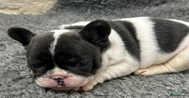 French Bulldog dogs - Advert 2