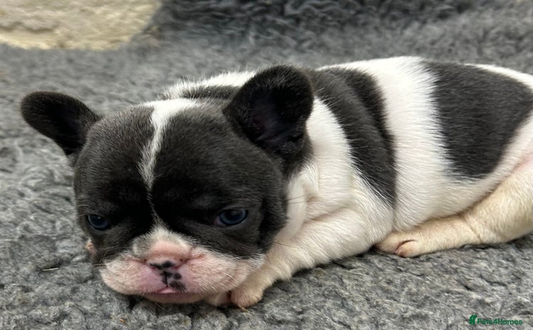 French Bulldog dogs - Advert 2