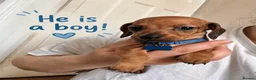 Dachshund dogs for sale: Beautiful dachshund puppies - Advert 6