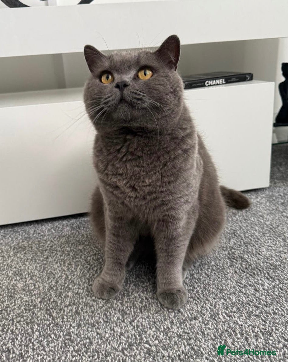 British Shorthair cats Beautiful British Blue Male  - Advert 5