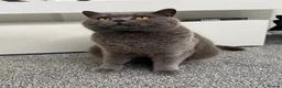 British Shorthair cats for sale: Beautiful British Blue Male  - Advert 1