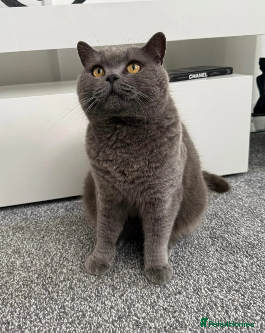 British Shorthair cats for sale: Beautiful British Blue Male  - Advert 1