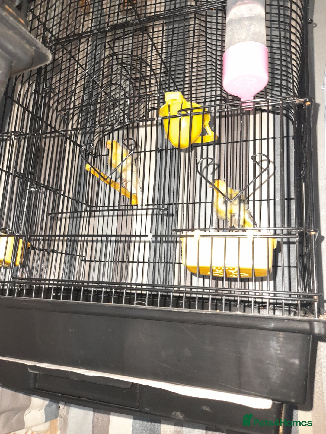 Canaries birds for sale: SE171DE  - Advert 4