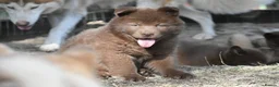 Chow Chow dogs for sale: Genuine chowski puppies  - Advert 31