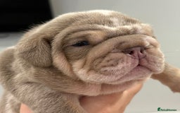 English Bulldog dogs for sale: Kc litter outstanding bloodlines bulldog pups  - Image 11