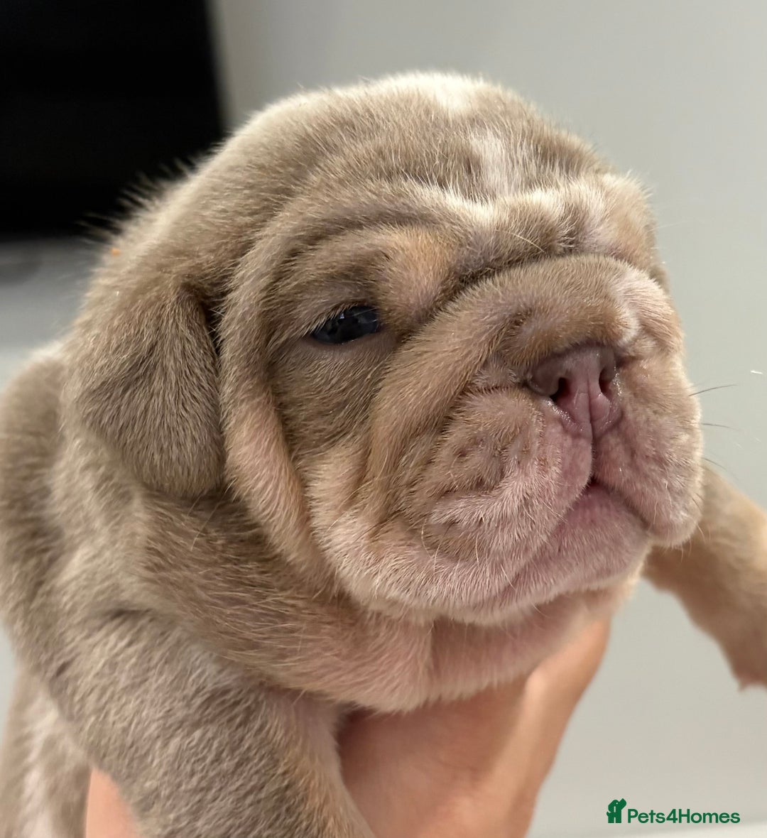 English Bulldog dogs for sale: Kc litter outstanding bloodlines bulldog pups  - Image 11
