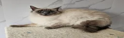 Ragdoll cats for sale: 2 GCCF ACTIVE females  - Advert 4