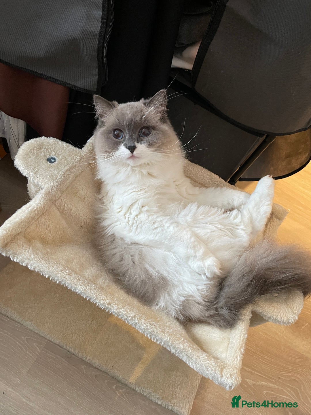 Ragdoll cats for sale: Brother Sister Ragdolls for Rehoming  - Image 25