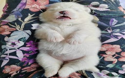 Samoyed dogs for stud: Purebred KC Registered SAMOYED Stud for Breeding  in Reading - Image 13