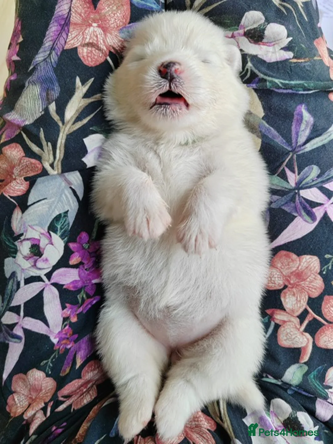 Samoyed dogs for stud: Purebred KC Registered SAMOYED Stud for Breeding  in Reading - Advert 13