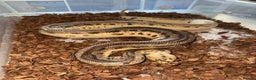 Python Snake reptiles for sale: 11x royal pythons  - Advert 10