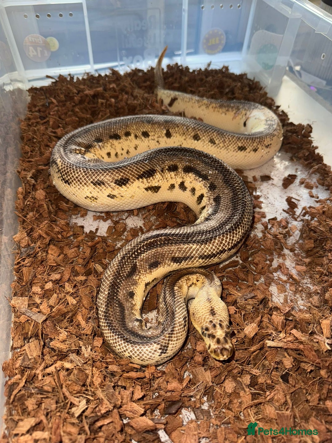 Python Snake reptiles for sale: 11x royal pythons  - Advert 10
