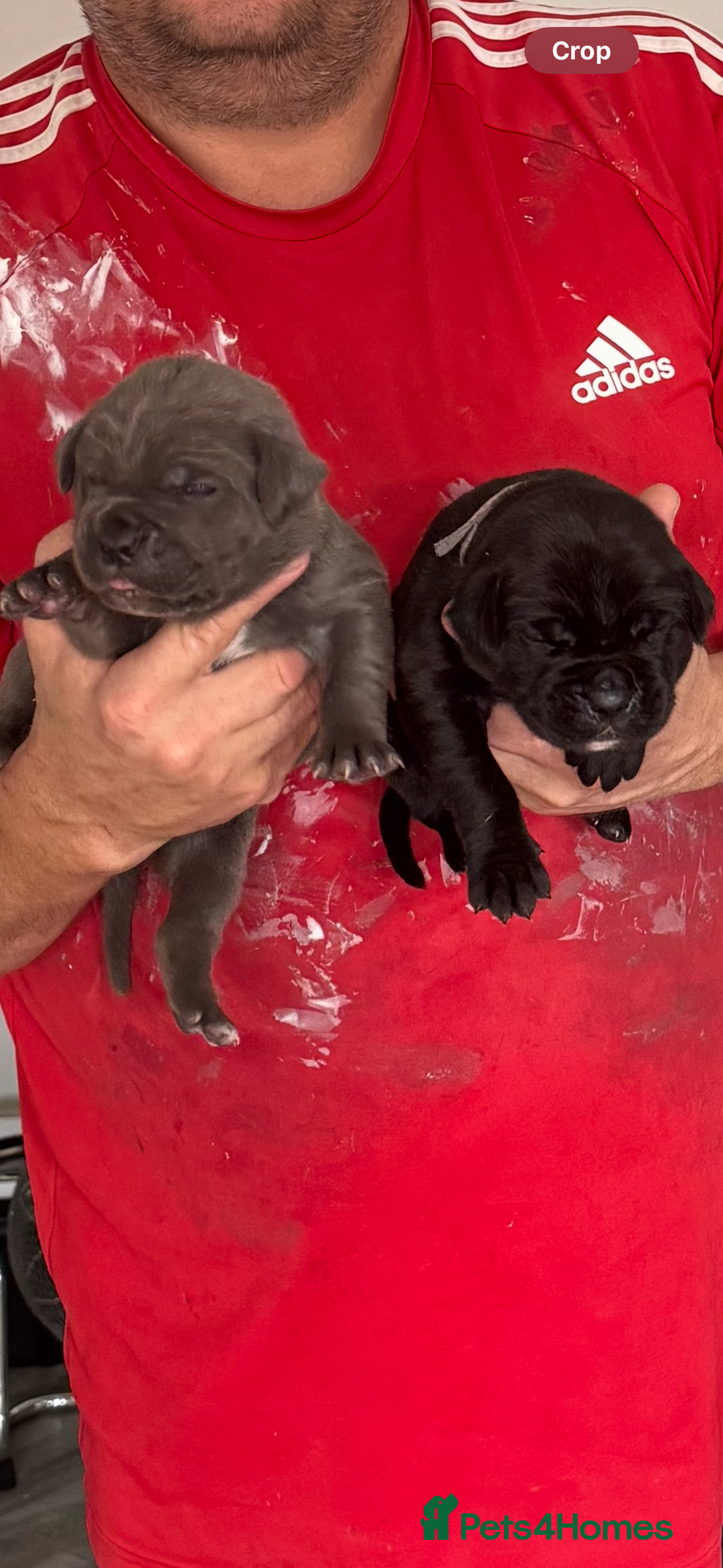 Cane Corso dogs for sale: Beautiful Cane Corso puppies  - Image 5