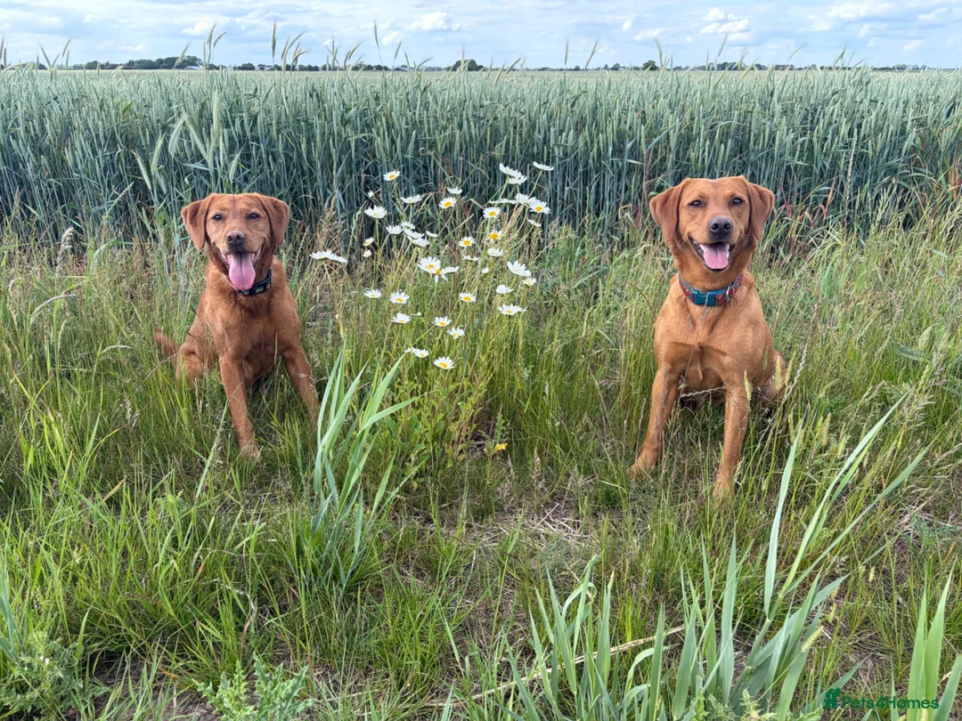 Labrador Retriever dogs for sale: Fox red/yellow KC, health tested Labradors  in Spalding - Advert 7