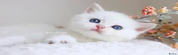 British Shorthair cats for sale:     Exclusive VivaFold Blue-Eyed Kittens - Advert 3