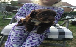 Cockapoo dogs for sale: Gorgeous Cockerpoo puppies  - Image 3