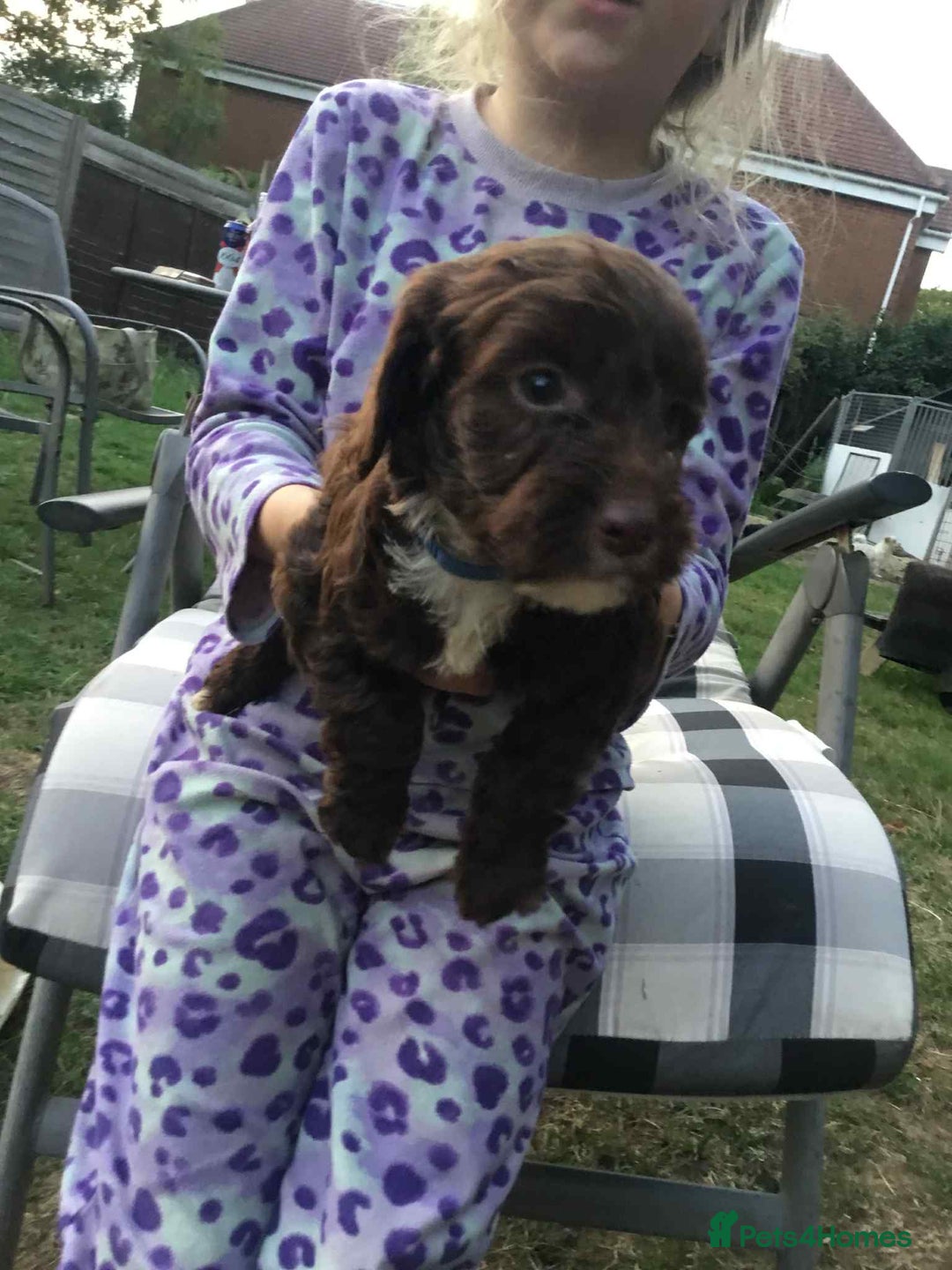 Cockapoo dogs for sale: Gorgeous Cockerpoo puppies  - Image 3