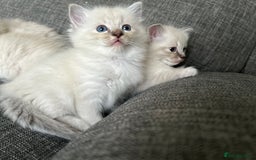Ragdoll cats for sale: Amazing Ragdoll kittens 3 female 1 male - Image 9