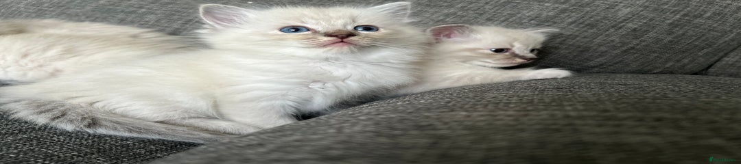 Ragdoll Kitten 1
