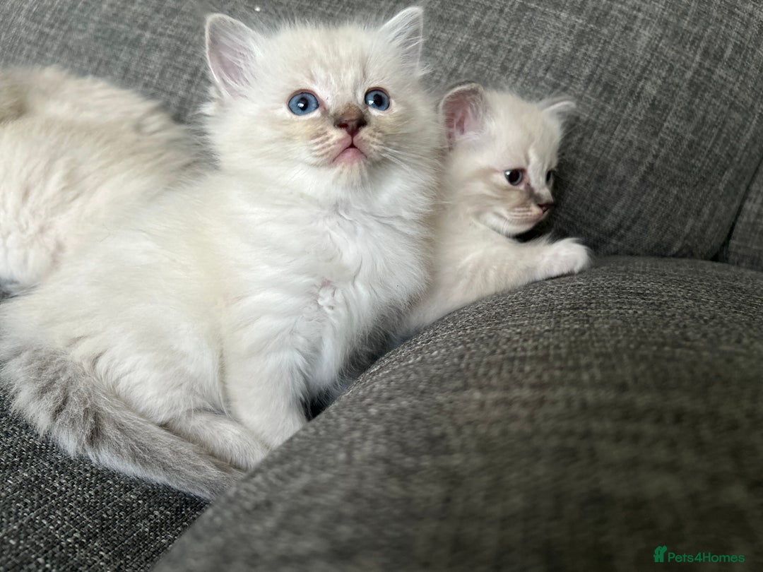 Ragdoll cats for sale: Amazing Ragdoll kittens 3 female 1 male - Image 9