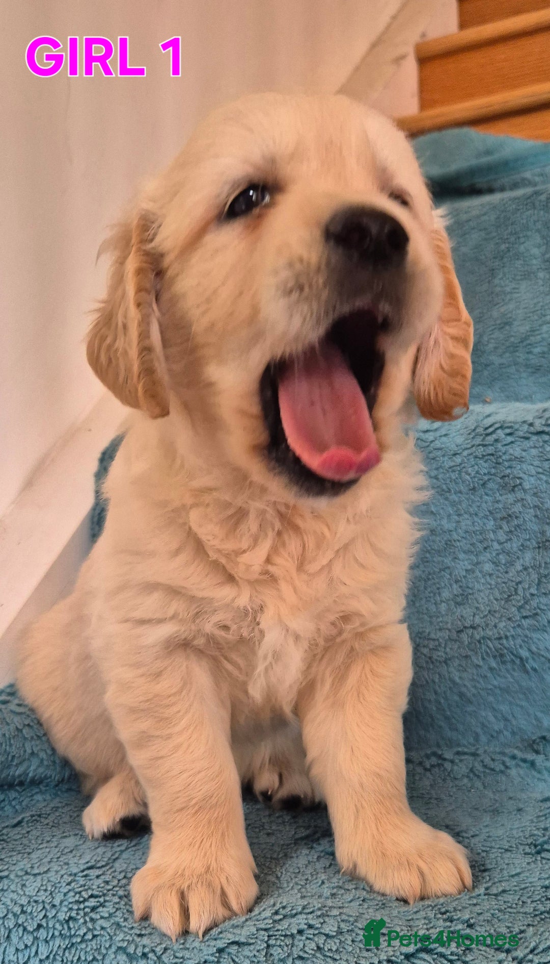 Golden Retriever dogs for sale: Show type Golden Retrievers health tested parents - Image 32