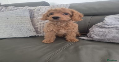 Cockapoo dogs - Advert 11
