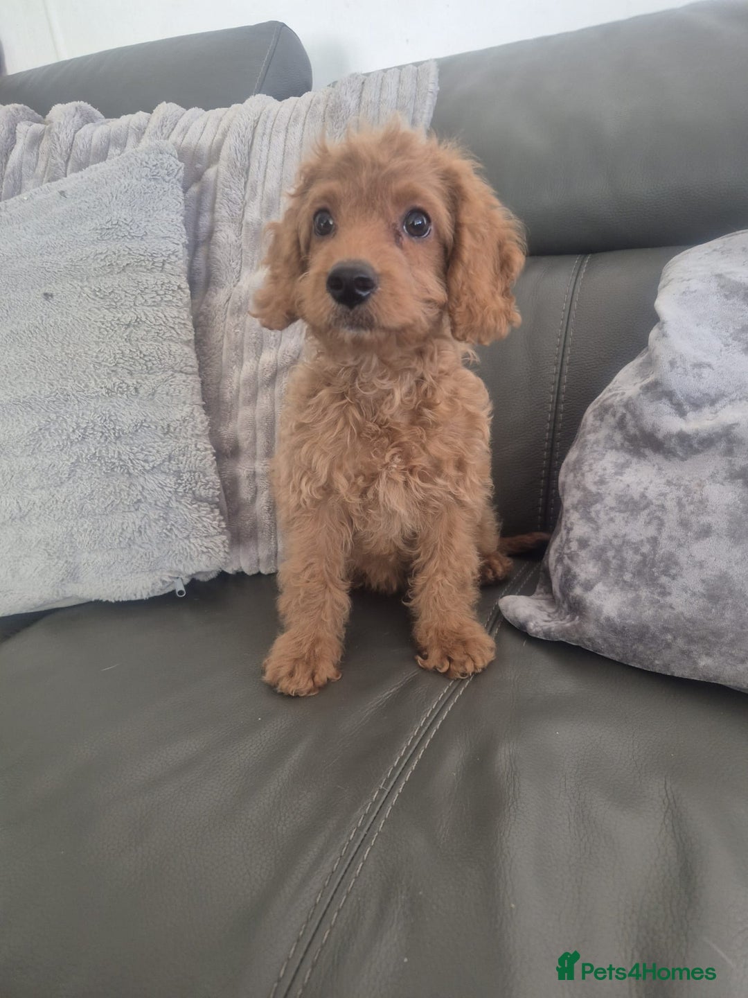 Cockapoo dogs for sale: Last f1B girl ready now - fully vac - Image 3