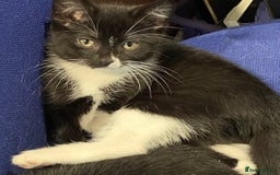 Mixed Breed cats for sale: female black white kitten for sale - Image 3