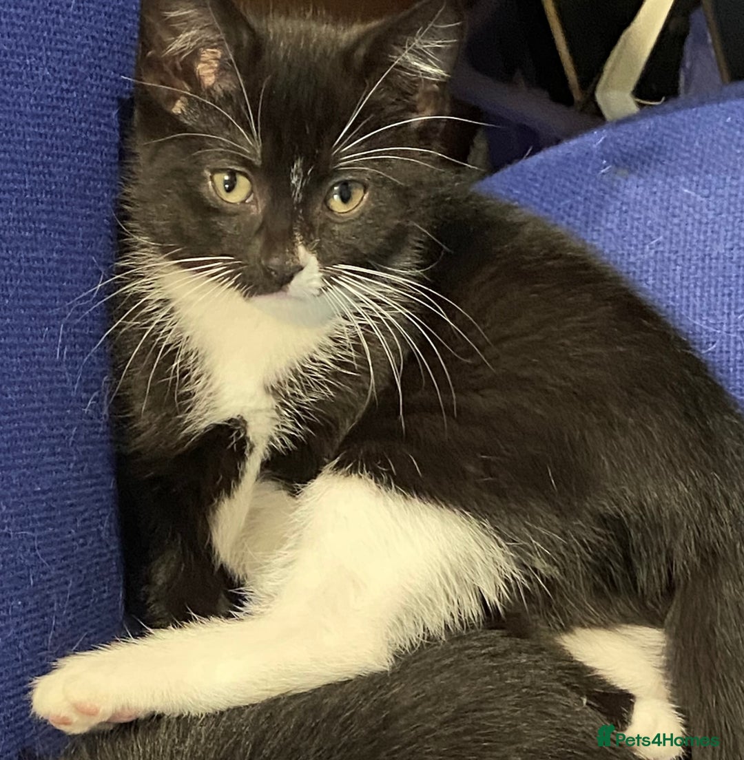 Mixed Breed cats for sale: female black white kitten for sale - Image 3