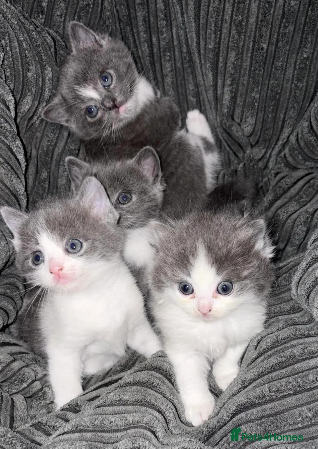 Mixed Breed cats for sale: Fluffy persian mixed  - Advert 2