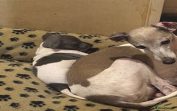 Italian Greyhound dogs for sale: 7/8 Italian greyhound x 1/8 whippet pup for sale  - Image 7