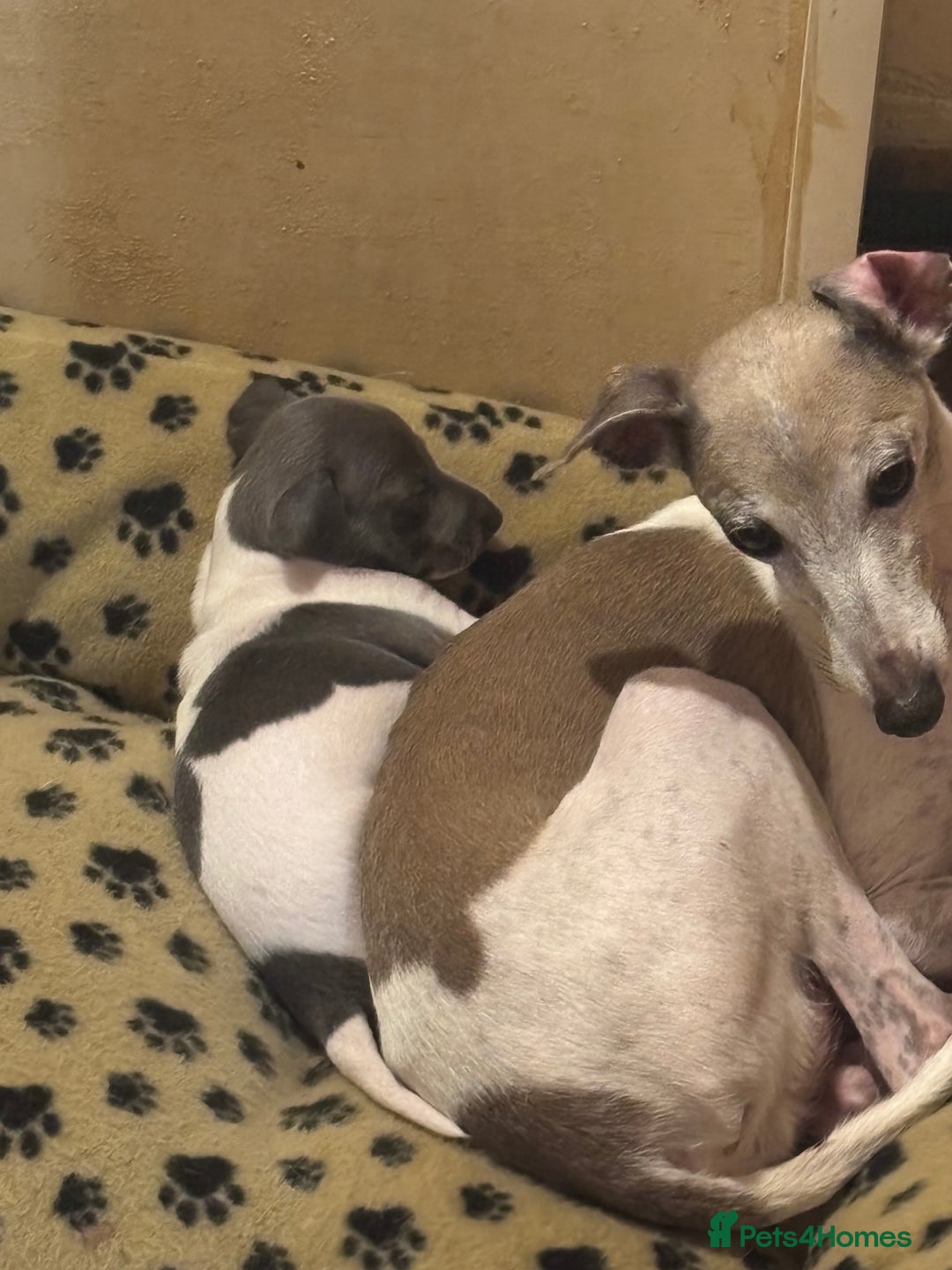 Italian Greyhound dogs for sale: 7/8 Italian greyhound x 1/8 whippet pup for sale  - Image 7