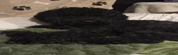 Cockapoo dogs for stud: For STUD in London - Advert 5
