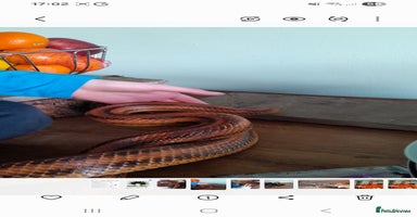 Rat Snake reptiles - Advert 16