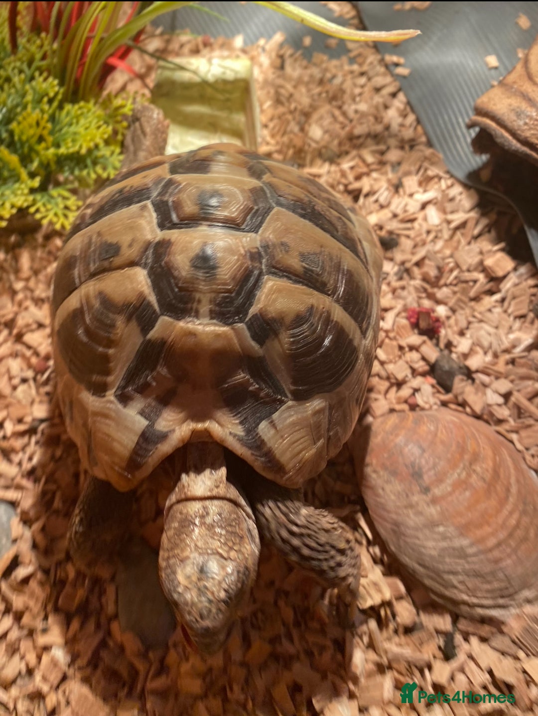 Hermann Tortoise reptiles for sale: Hermanns Tortoise Male - Image 2