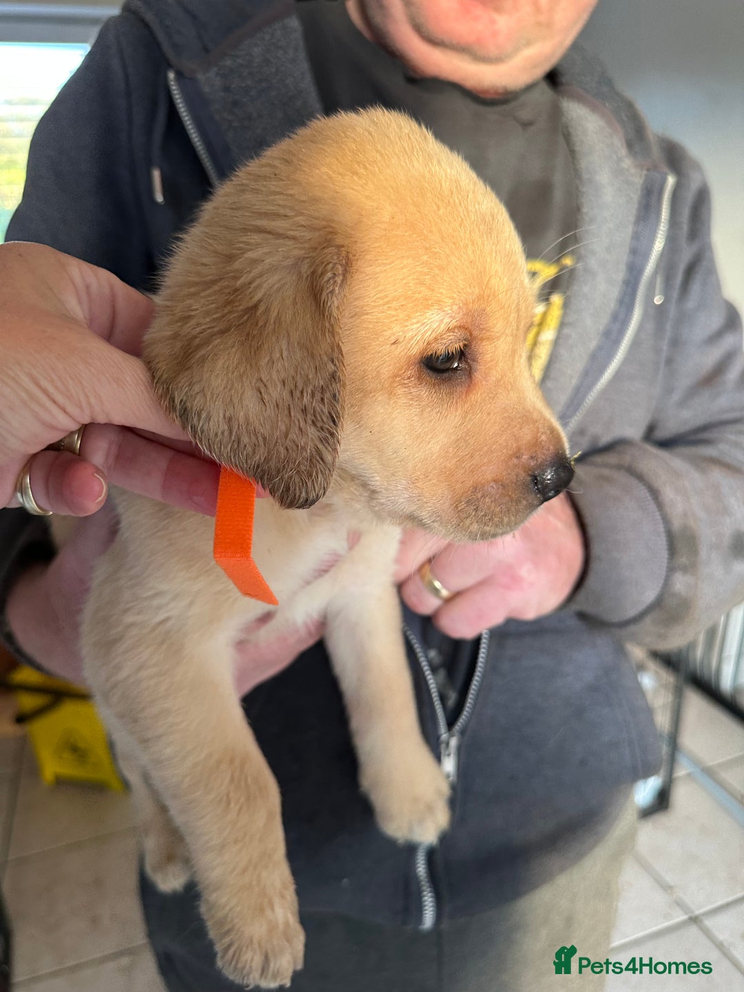 Labrador Retriever dogs for sale: Labrador puppies - Image 8