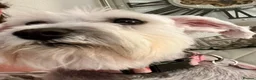 Miniature Schnauzer dogs for sale: 🐾Miniature Schnauzer Pups 🐾 in Gloucester - Advert 4