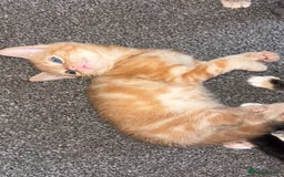 Mixed Breed cats for sale: 2 male 2 female kittens  - Image 13