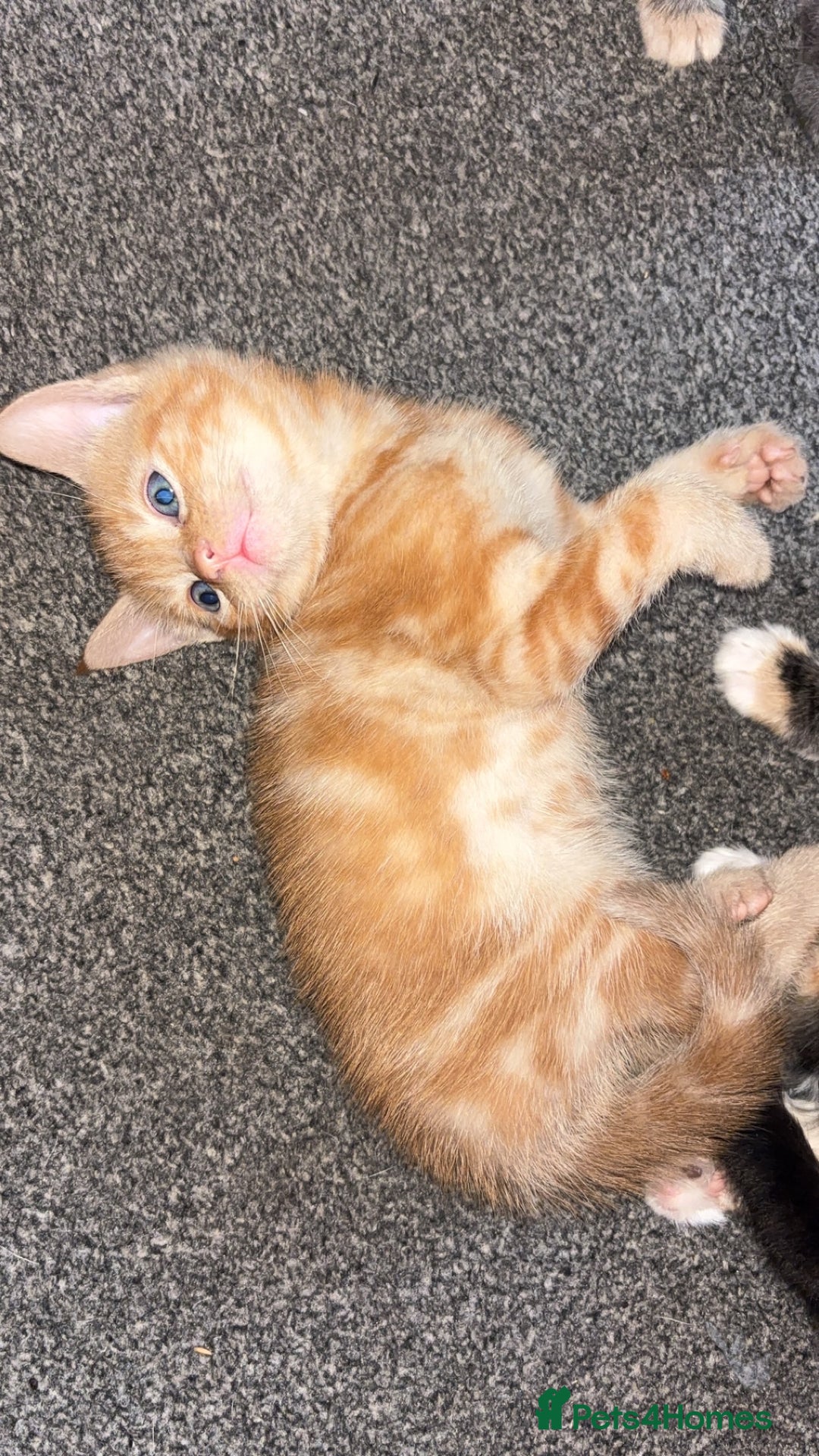 Mixed Breed cats for sale: 2 male 2 female kittens  - Image 13